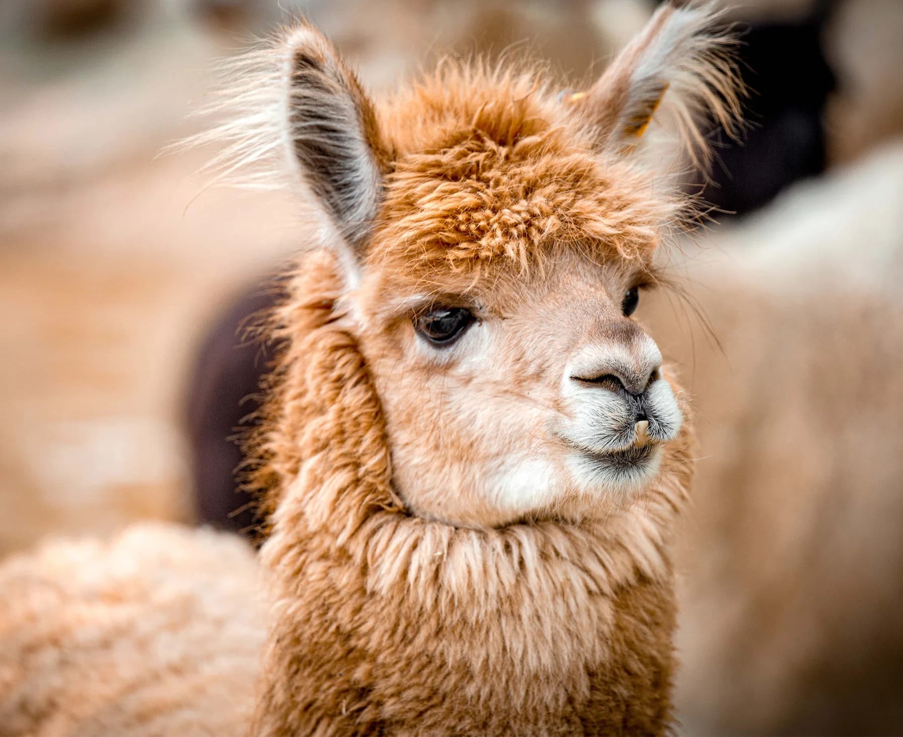 La fibra de Alpaca: Un Camino Sostenible Hacia la Moda